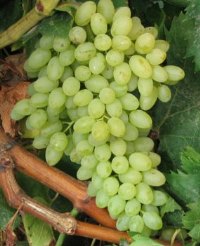 ΣΟΥΛΤΑΝΙΝΑ (ΑΣΠΕΡΜΟ)